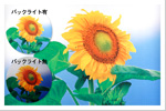 電飾用FFシート