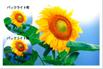 デイナイト(トランス)